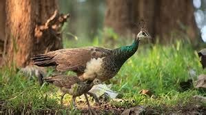 Tholpetty Wild Life Sanctuary Taxi Tholpetty Wild Life Sanctuary cab ...