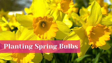 Spring Bulb Planting Guide 的图像结果