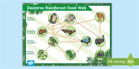 Daintree Rainforest Food Web Poster