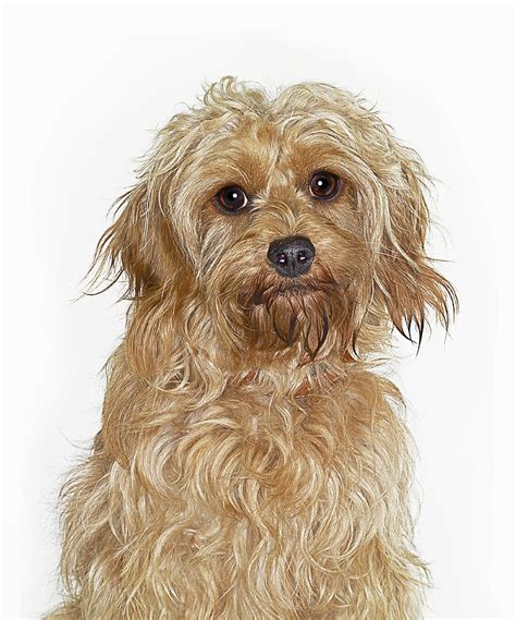 Image result for Cockapoo Dog Tung