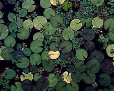 Image result for Large Water Flower Drawings
