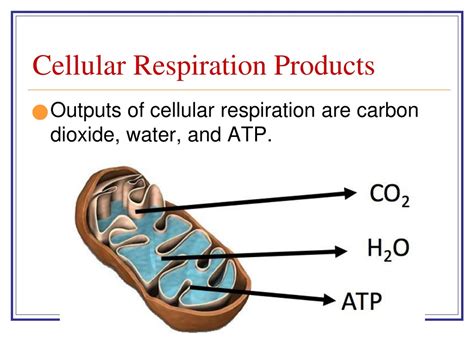 PPT - PHOTOSYNTHESIS CELLULAR RESPIRATION PowerPoint Presentation, free ...