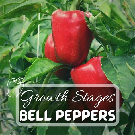 7 Bell Peppers Growing Stages: From Seed To Harvest | Just Pure ...