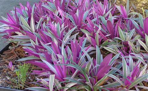 Garden Art Rhoeo Variegated Live Air Purifier Plant For Indoor, Home ...