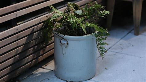 How To Grow and Care For A Fern Outdoors | Apartment Therapy