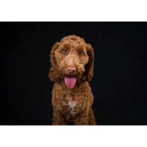 Image result for F1B Cockapoo