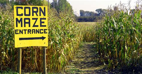 Corn Maze 的图像结果