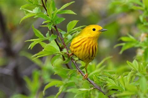 Image result for Exploding Deer Skull