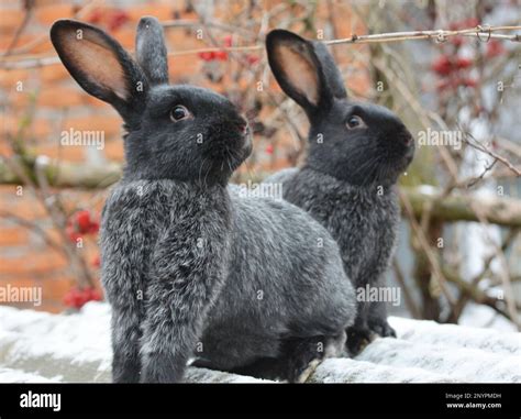 Chocolate Silver Fox Rabbits