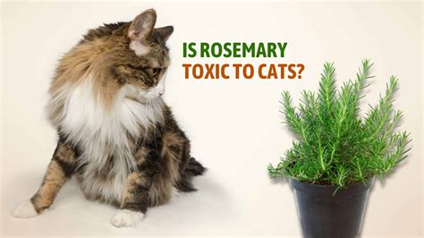 Disclosure Of The Issue Is Rosemary Toxic To Cats