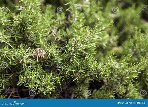 Green leaves of pine stock photo. Image of summer, closeup - 254695780