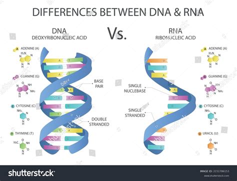 Difference Between Dna And Rna Structures