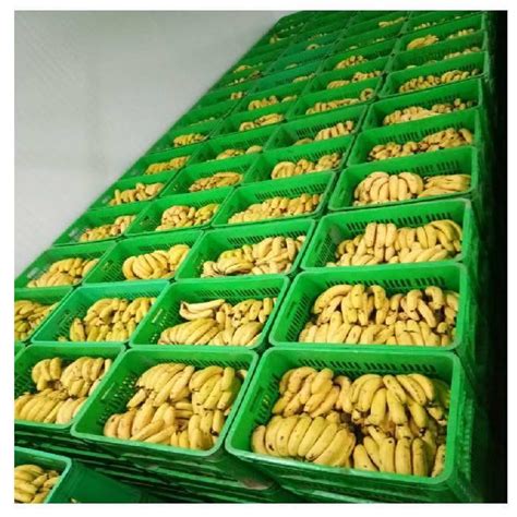 Buy Ripening Chamber from Top Manufacturers & Sellers - Prices ...