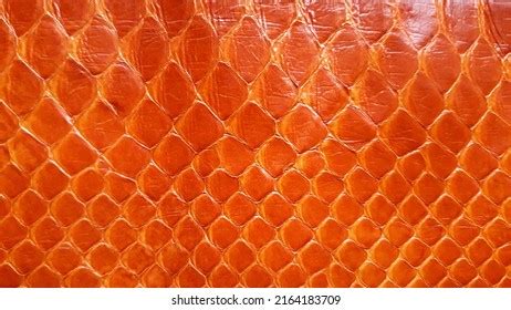Image result for Computer Science Coding Red Python