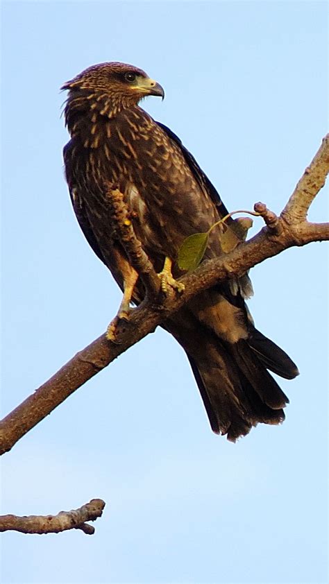 Download wallpaper 1080x1920 falcon, eagle, bird, predator, branch ...