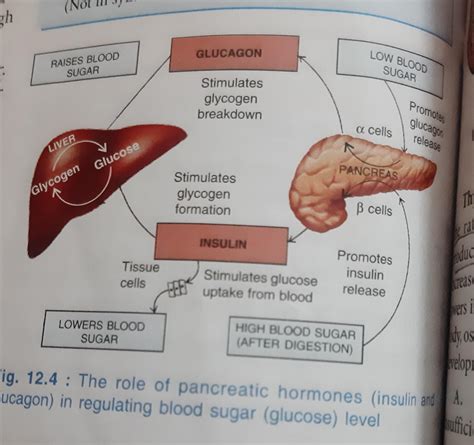 Please explain this diagram in english.... - Brainly.in