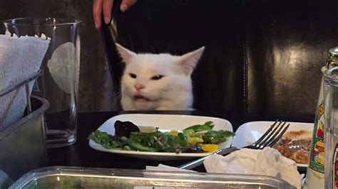 Download Funny Meme Cat On A Dining Table Picture | Wallpapers.com