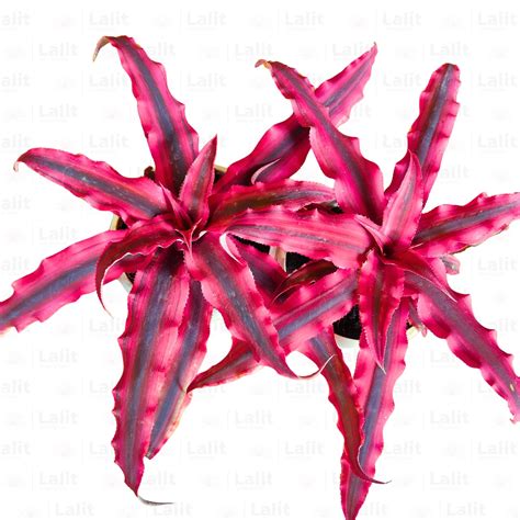Cryptanthus Red (Earth Star) - Plant – Lalit Enterprise
