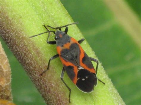 A Guide to Common Black and Red Bugs in the United States