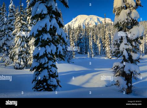 Image result for Text Align HTML Code