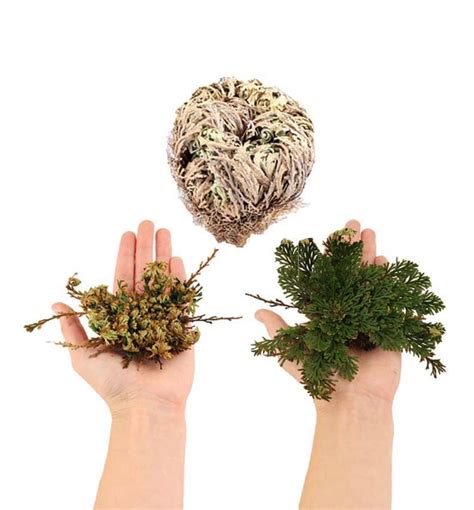 Rose of Jericho - Resurrection Plant - Etsy