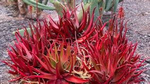Plantsguru Red Aloe Vera, Aloe cameronii Seed Price in India - Buy ...