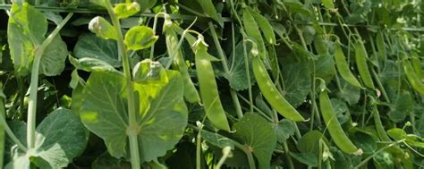 豌豆种植行距和株距是多少-农百科