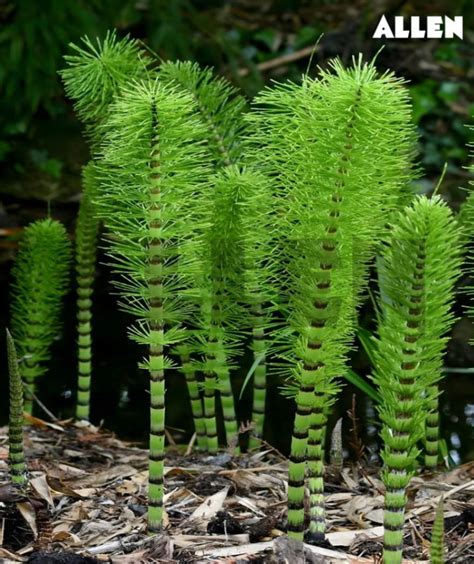 Heterosporous Pteridophytes: Introduction, Origin and Examples