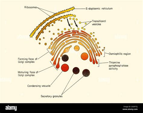 Vesicles Cell 的图像结果