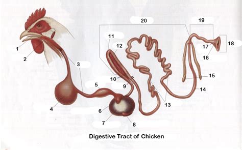 Image result for Chicken Digestive System