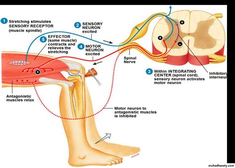 Image result for Cremasteric Reflex Function