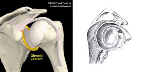 Labrum Test 的图像结果