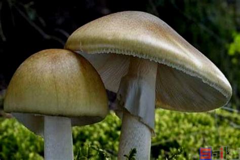 世界十大毒性最强真菌（蘑菇），虽然美丽却能致命！_绿植_常识_原创图文精选_Sbike