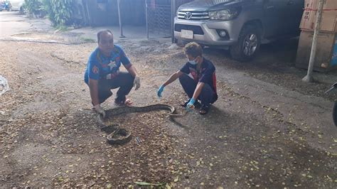 Image result for Kitten Python