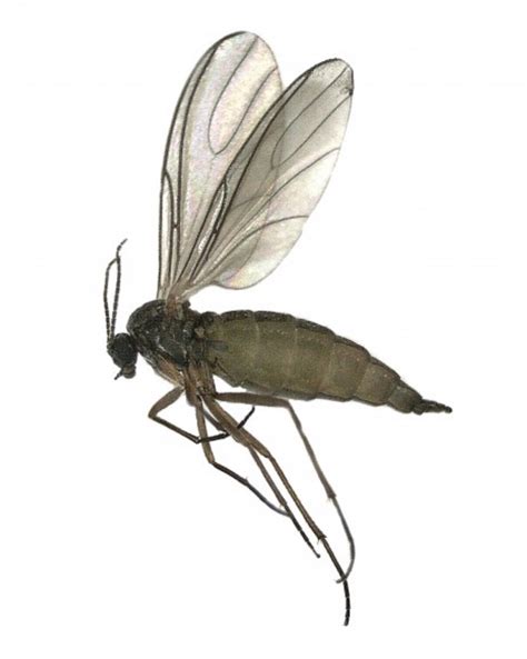 Fungus Gnats: Tiny Flies Around Your Houseplants - Insect Diagnostic Lab