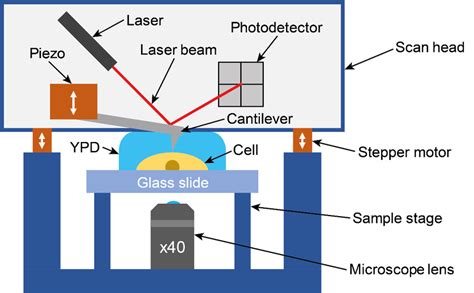 Image result for AFM Explained Microscope
