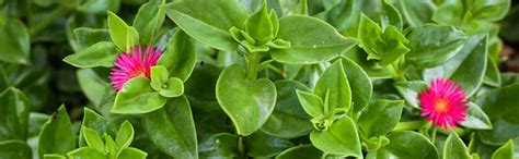 India Gardening Baby Sun Rose | Aptina Cordifolia | Heart Leaf Ice ...