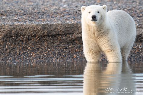 Alaska Polar Bear Tours | Kaktovik Alaska — Planet Earth Adventures ...