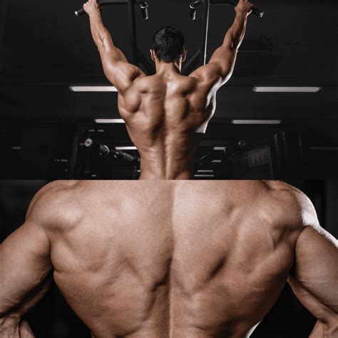 Back Muscles 的图像结果