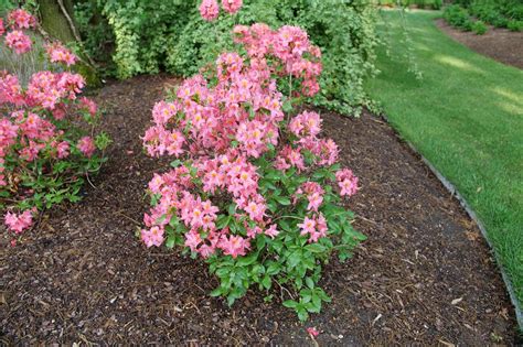 Sweet Reward Pink Azalea | Reblooming Evergreen | Nature Hills
