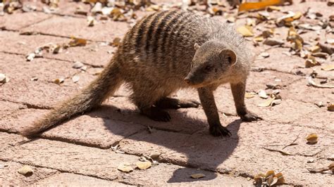 Top 10 Advantages of Coal in Daily Life - BuzzEnviro.com