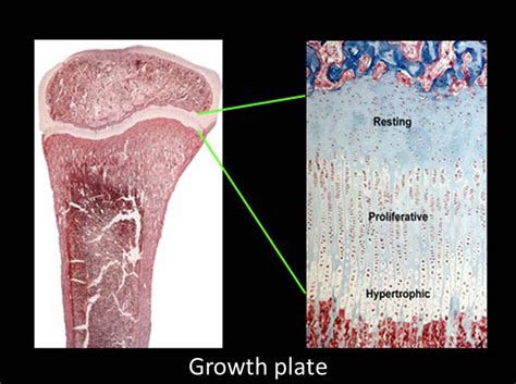 Image result for Appendix with Screen Shot Example