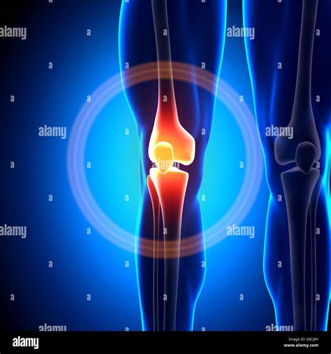 Knee Joint - Anatomy Bones Stock Photo - Alamy