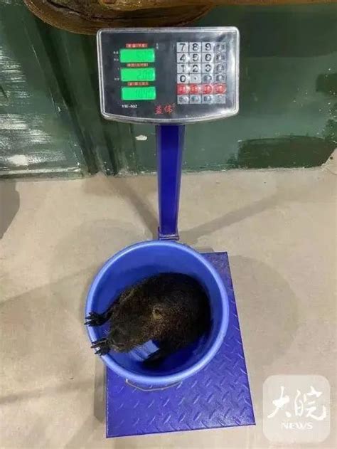 "九斤重大老鼠"，身份查清了……|安庆市|告示牌_新浪军事_新浪网