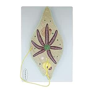 King Mariot Medical Equipments Euglena 3D Model | 35cm x 23cm ...