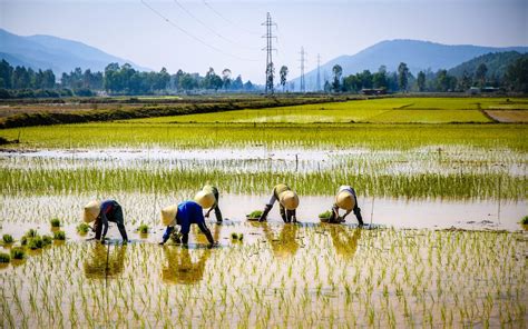 Agriculture In Vietnam
