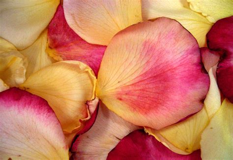 Rose Petals Free Photo Download | FreeImages