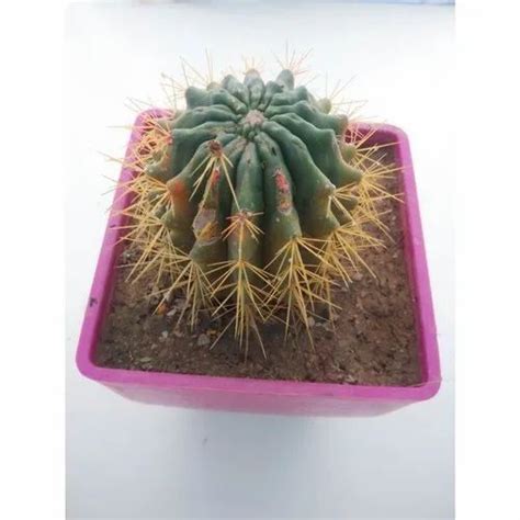 Cactus Plant - Green Cactus Plant Manufacturer from Ahmedabad