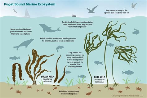 Kelp Forests Grow In What Zone at Brian Hilburn blog