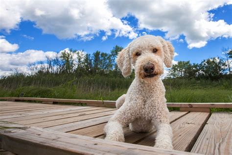 Shaved Goldendoodle: A Trend To Skip Or Not?